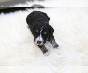 Bernedoodle-Poodle (Miniature) Mix Puppy for sale in GOSHEN, IN, USA