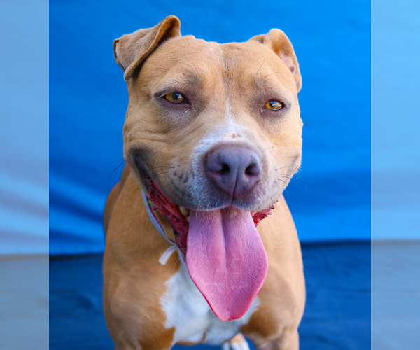 Medium Photo #3 Mutt Puppy For Sale in Pasadena, CA, USA