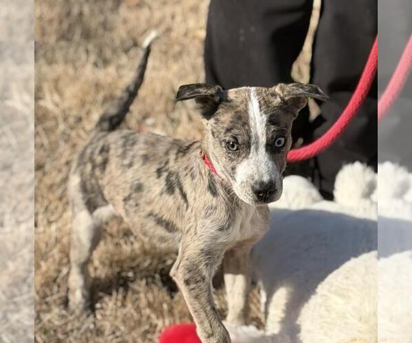Medium Photo #2 Border-Aussie Puppy For Sale in Yardley, PA, USA