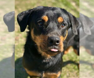 Rottweiler Dogs for adoption in Hillsboro, NH, USA