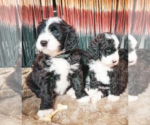 Bernedoodle Puppy for sale in CENTURIA, WI, USA