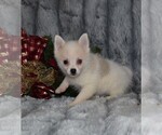 Small Photo #2 Siberian Husky Puppy For Sale in BARNESVILLE, KS, USA