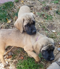 Mastiff Puppy for sale in CLOVERLY, MD, USA