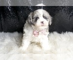 Small #3 Maltipoo