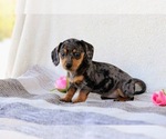 Puppy Darla Dachshund