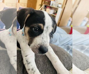 American Bulldog-German Shepherd Dog Mix Dogs for adoption in Princeton, MN, USA