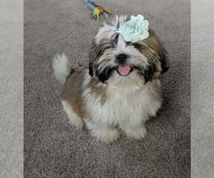 Shih Tzu Puppy for sale in FREDERICKSBURG, OH, USA