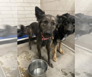 Australian Shepherd-Unknown Mix Dogs for adoption in Stockton, CA, USA