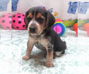 Beagle Puppy for sale in RATTAN, OK, USA