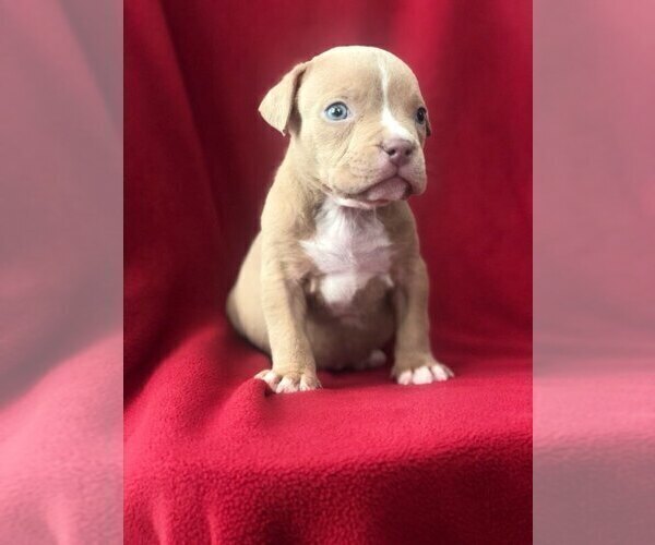Medium Photo #1 American Bully Puppy For Sale in BRANDYWINE, MD, USA