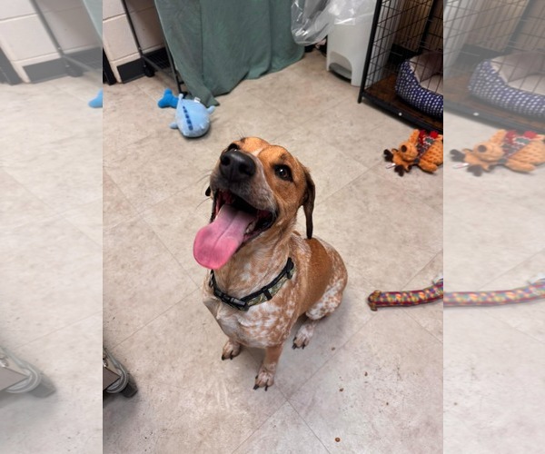 Medium Photo #3 Pointer-Unknown Mix Puppy For Sale in Rowlett, TX, USA