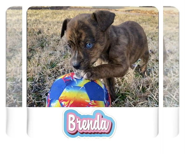 Medium Photo #3 Mountain Cur-Unknown Mix Puppy For Sale in Oakhurst, NJ, USA