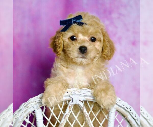 Medium Photo #1 Poodle (Toy) Puppy For Sale in WARSAW, IN, USA