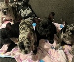 Small #20 French Bulldog