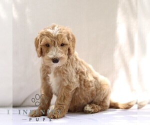 Goldendoodle Puppy for sale in RONKS, PA, USA