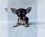 Small #12 Chihuahua