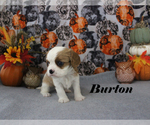 Small #3 Cavalier King Charles Spaniel
