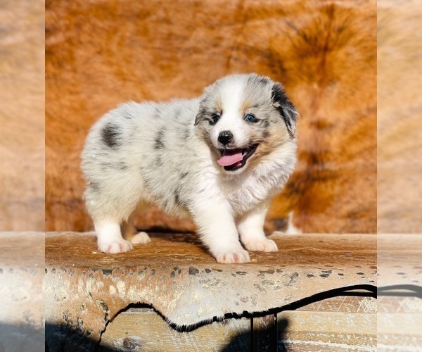 Medium Photo #4 Australian Shepherd Puppy For Sale in WESLEY CHAPEL, FL, USA