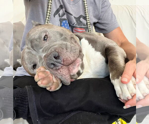 Medium Photo #7 American Pit Bull Terrier Puppy For Sale in Rockaway, NJ, USA