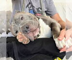 Small #6 American Pit Bull Terrier