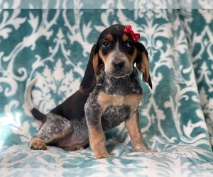 Beagle Puppy for sale in LAKELAND, FL, USA