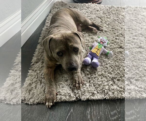 Medium Photo #3 Dachshund-Unknown Mix Puppy For Sale in Dana Point, CA, USA