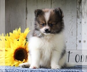Pomeranian Puppy for sale in FREDERICKSBG, OH, USA