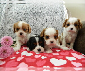Cavalier King Charles Spaniel Litter for sale in CLARE, MI, USA