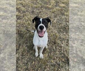 Mutt Dogs for adoption in Oklahoma City, OK, USA