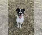 JASPER - Male Mutt Dog for Adoption - Small photo