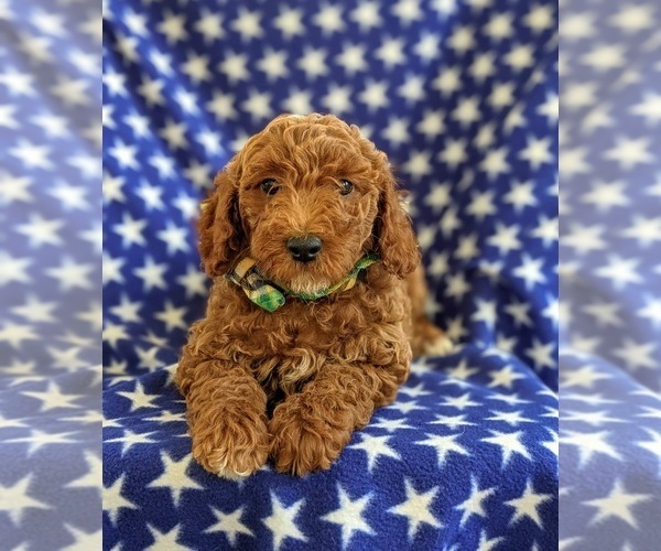 Medium Photo #7 Goldendoodle Puppy For Sale in NOTTINGHAM, PA, USA