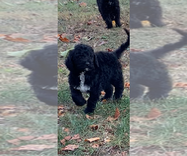 Medium Photo #5 Sheepadoodle Puppy For Sale in CLEVELAND, TN, USA