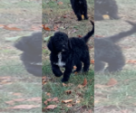Small Photo #5 Sheepadoodle Puppy For Sale in CLEVELAND, TN, USA