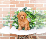 Small Photo #14 Goldendoodle Puppy For Sale in SYRACUSE, IN, USA