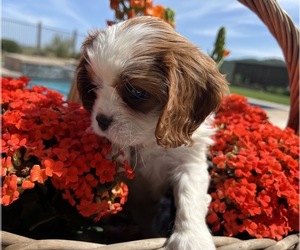 Cavalier King Charles Spaniel Puppy for sale in TEMPLETON, CA, USA