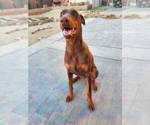 Medium Doberman Pinscher