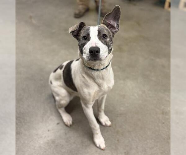 Medium Photo #1 Mutt Puppy For Sale in Modesto, CA, USA