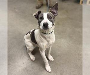 Mutt Dogs for adoption in Modesto, CA, USA