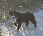 Small Photo #18 Australian Shepherd Puppy For Sale in ACTON, CA, USA