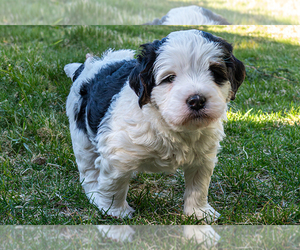 Miniature Australian Shepherd Puppy for sale in ROY, UT, USA