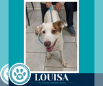 Small Photo #2 Lab-Pointer Puppy For Sale in Kimberton, PA, USA