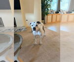 Small #27 American Staffordshire Terrier