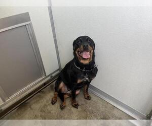 Rottweiler Dogs for adoption in Corona, CA, USA