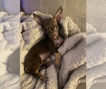 Small #2 Chihuahua