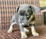 Small #3 French Bulldog