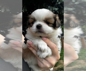 Jatzu Puppy for sale in SALEM, OR, USA