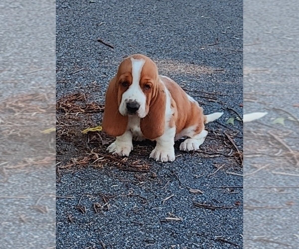 Medium Photo #18 Basset Hound Puppy For Sale in NEWBERN, TN, USA