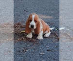 Small #17 Basset Hound