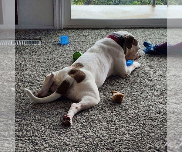 Medium Photo #19 Bulloxer Puppy For Sale in Lake Forest, CA, USA