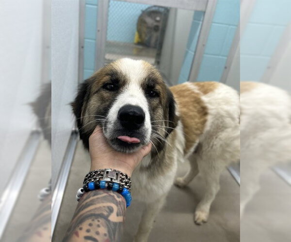 Medium Photo #1 Great Pyrenees-Unknown Mix Puppy For Sale in Temple, TX, USA